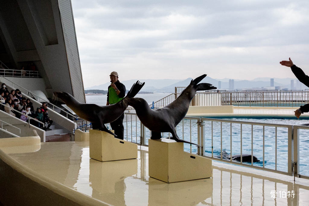 九州福岡水族館｜海洋世界海之中道，海豚，海獅，企鵝表演必看 @愛伯特
