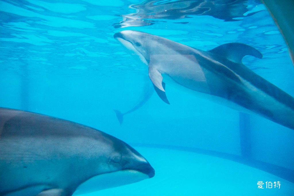 九州福岡水族館｜海洋世界海之中道，海豚，海獅，企鵝表演必看 @愛伯特