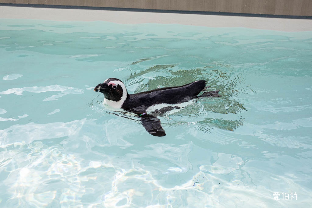 九州福岡水族館｜海洋世界海之中道，海豚，海獅，企鵝表演必看 @愛伯特