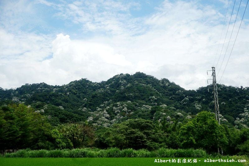 2025桃園油桐花｜賞桐懶人包含週邊旅遊景點