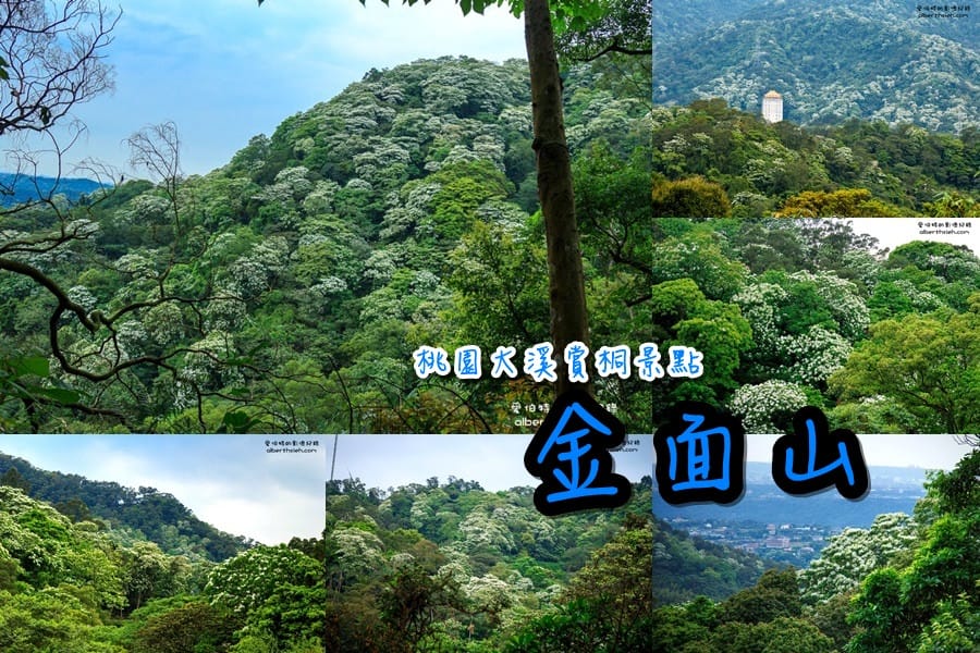 2025桃園油桐花｜賞桐懶人包含週邊旅遊景點
