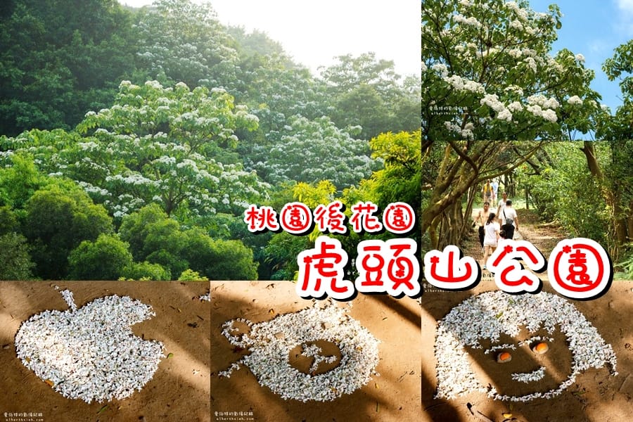 2025桃園油桐花｜賞桐懶人包含週邊旅遊景點
