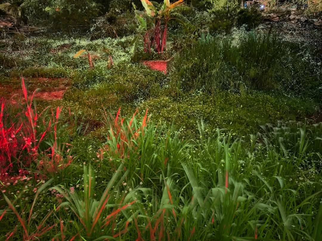 桃園螢火蟲｜百吉國小，水泥步道超方便行走的賞螢好去處