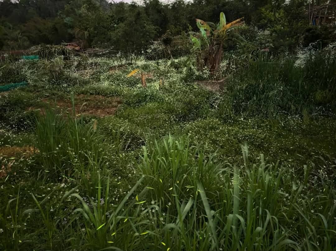 桃園螢火蟲｜百吉國小，水泥步道超方便行走的賞螢好去處