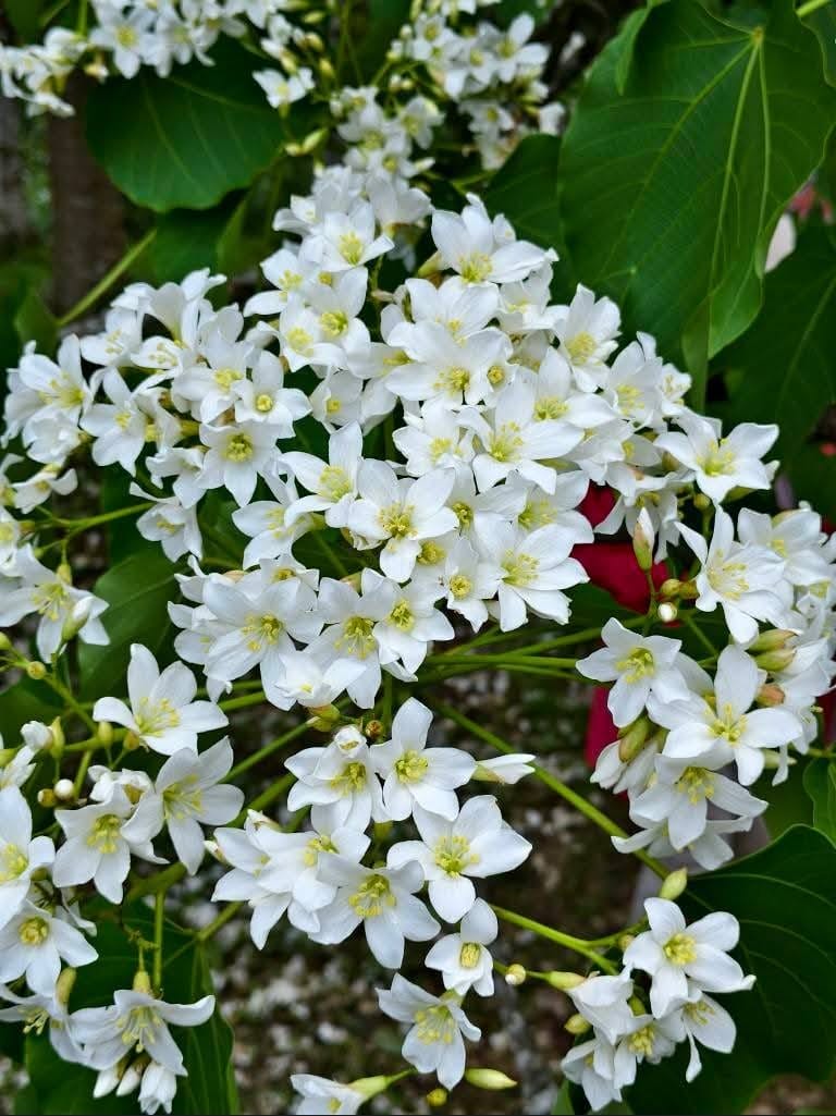 甘家堡｜桃園龍潭油桐花推薦，池潭草坪老樹可以近距離欣賞
