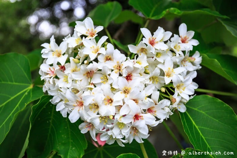 甘家堡｜桃園龍潭油桐花推薦，池潭草坪老樹可以近距離欣賞
