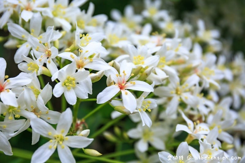 甘家堡｜桃園龍潭油桐花推薦，池潭草坪老樹可以近距離欣賞