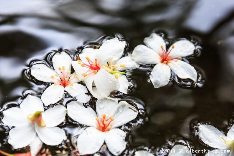 甘家堡｜桃園龍潭油桐花推薦，池潭草坪老樹可以近距離欣賞