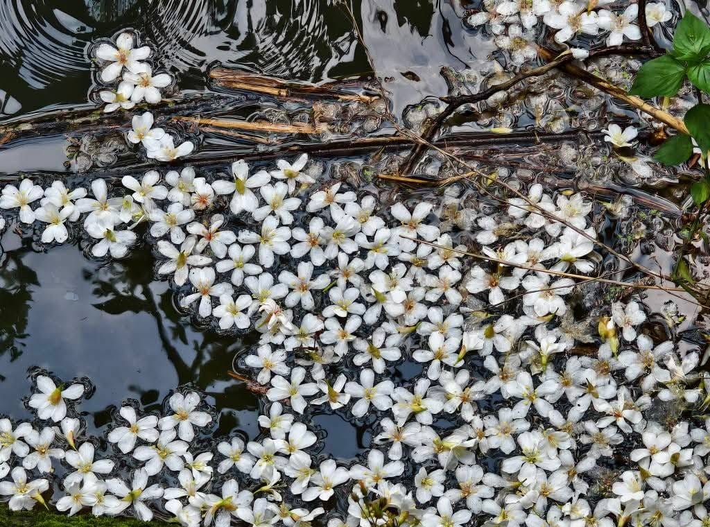 甘家堡｜桃園龍潭油桐花推薦，池潭草坪老樹可以近距離欣賞