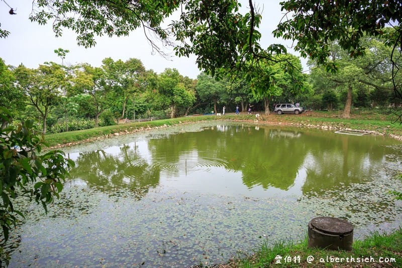 甘家堡｜桃園龍潭油桐花推薦，池潭草坪老樹可以近距離欣賞