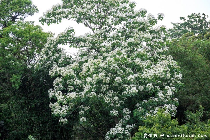 甘家堡｜桃園龍潭油桐花推薦，池潭草坪老樹可以近距離欣賞