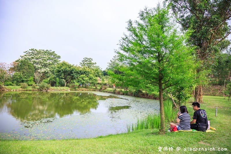 甘家堡｜桃園龍潭油桐花推薦，池潭草坪老樹可以近距離欣賞