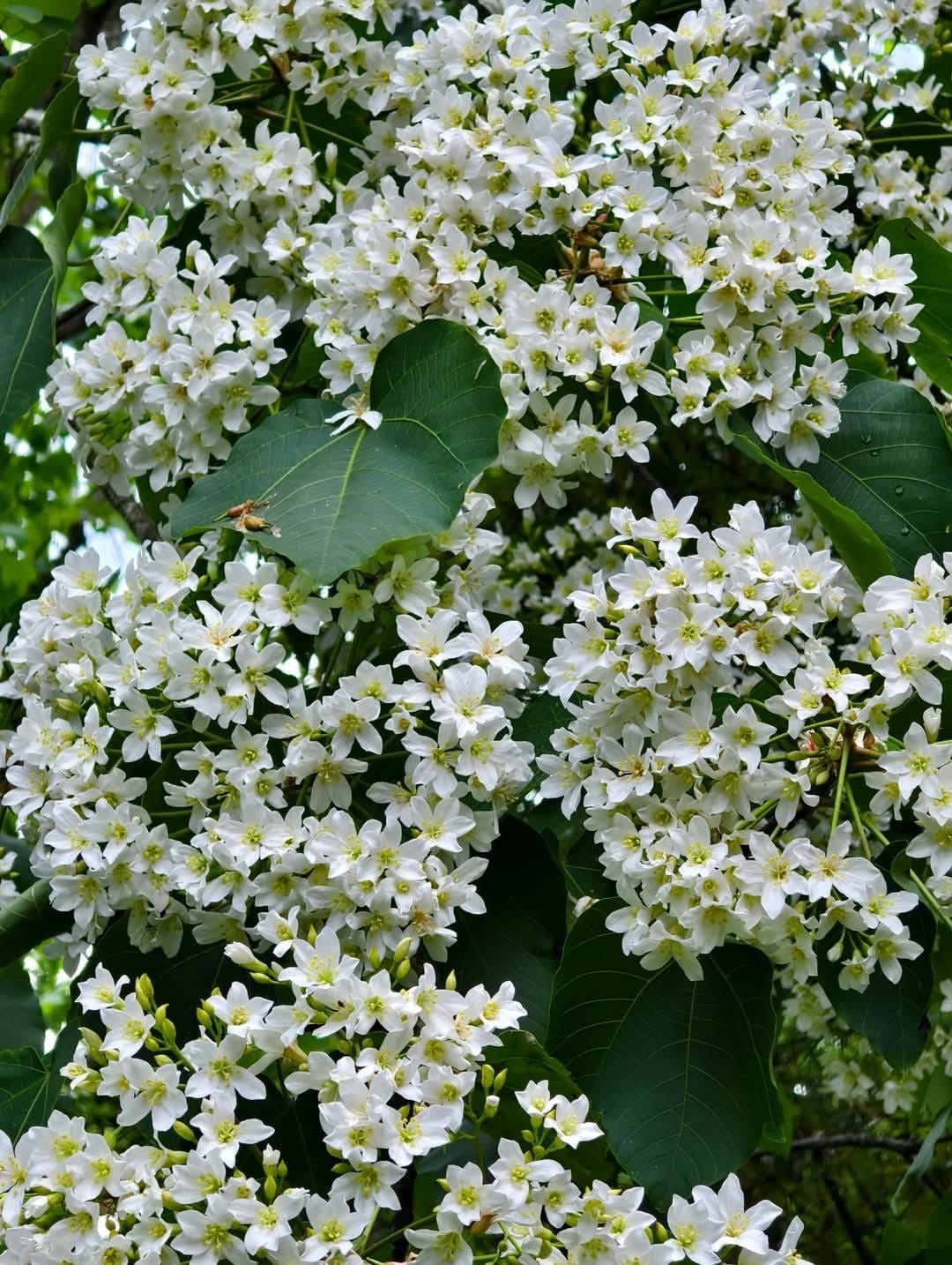 甘家堡｜桃園龍潭油桐花推薦，池潭草坪老樹可以近距離欣賞