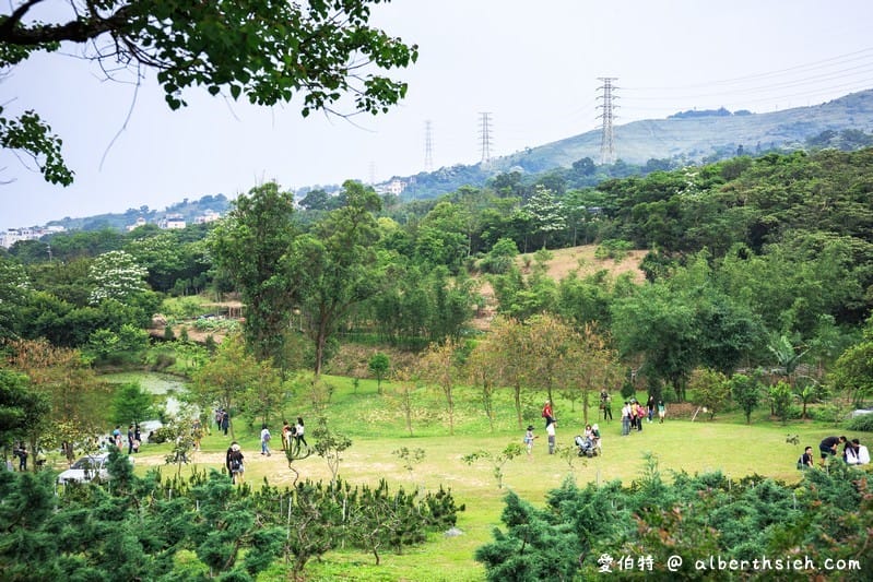 甘家堡｜桃園龍潭油桐花推薦，池潭草坪老樹可以近距離欣賞