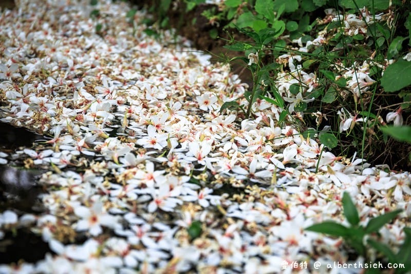 甘家堡｜桃園龍潭油桐花推薦，池潭草坪老樹可以近距離欣賞