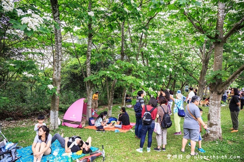 甘家堡｜桃園龍潭油桐花推薦，池潭草坪老樹可以近距離欣賞