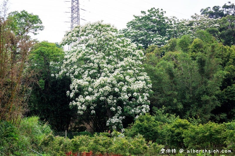 甘家堡｜桃園龍潭油桐花推薦，池潭草坪老樹可以近距離欣賞