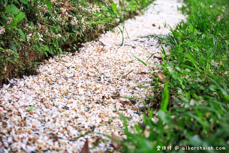甘家堡｜桃園龍潭油桐花推薦，池潭草坪老樹可以近距離欣賞