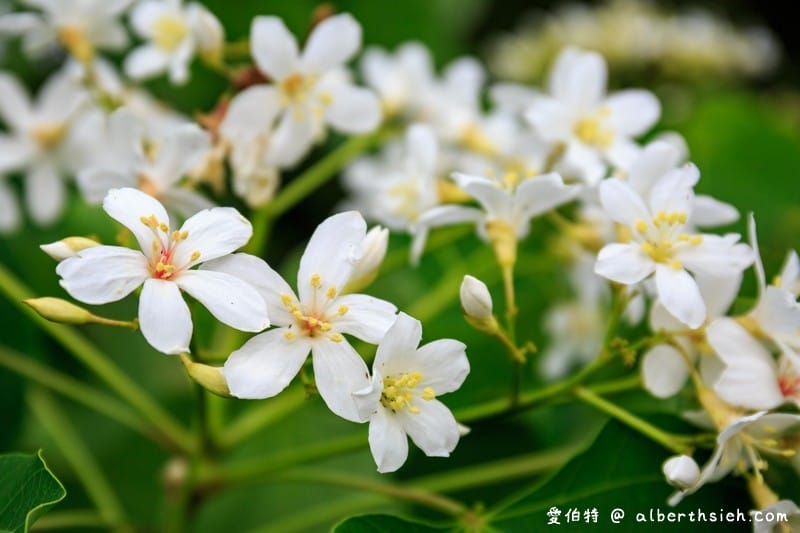 甘家堡｜桃園龍潭油桐花推薦，池潭草坪老樹可以近距離欣賞