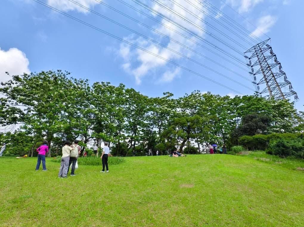 甘家堡｜桃園龍潭油桐花推薦，池潭草坪老樹可以近距離欣賞