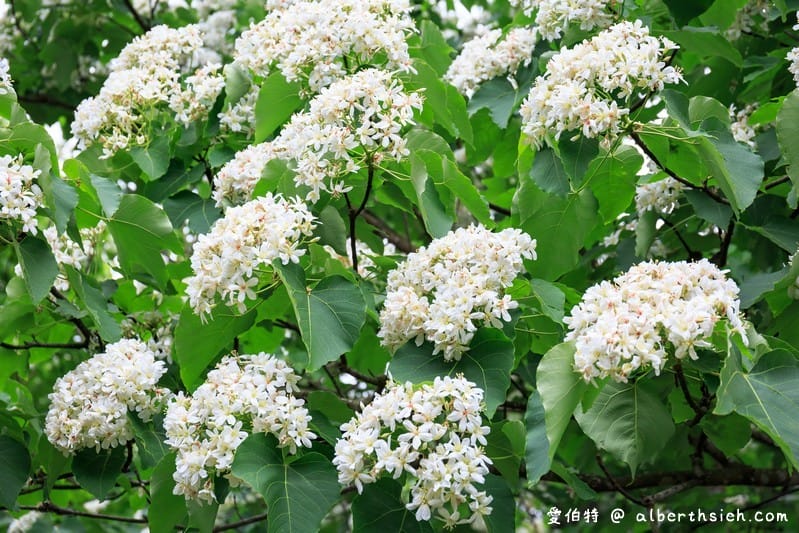 甘家堡｜桃園龍潭油桐花推薦，池潭草坪老樹可以近距離欣賞