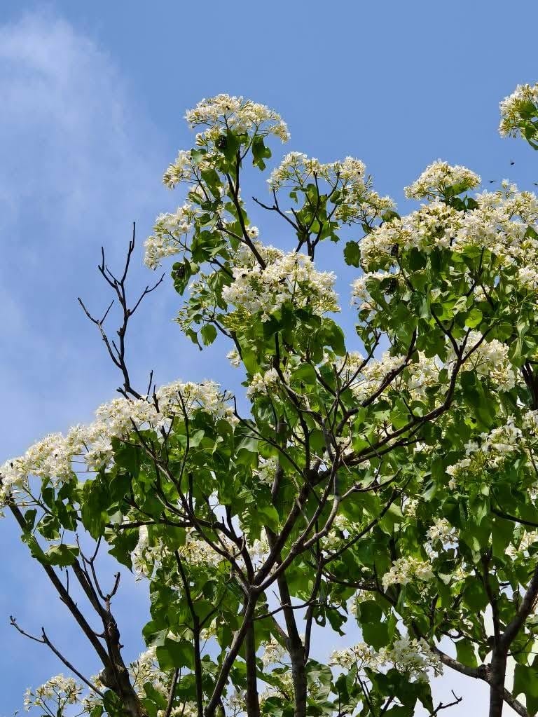 甘家堡｜桃園龍潭油桐花推薦，池潭草坪老樹可以近距離欣賞