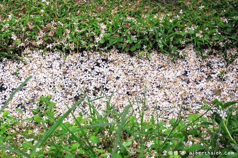 甘家堡｜桃園龍潭油桐花推薦，池潭草坪老樹可以近距離欣賞