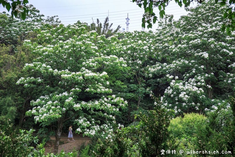 甘家堡｜桃園龍潭油桐花推薦，池潭草坪老樹可以近距離欣賞