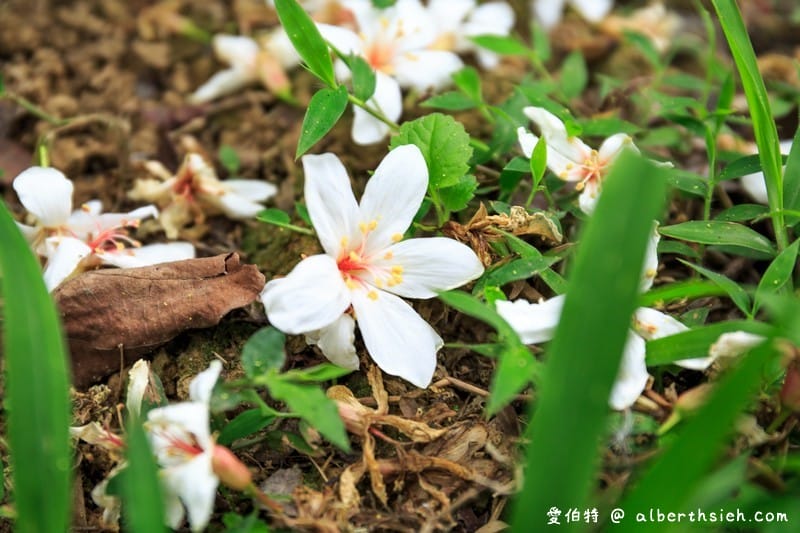 甘家堡｜桃園龍潭油桐花推薦，池潭草坪老樹可以近距離欣賞