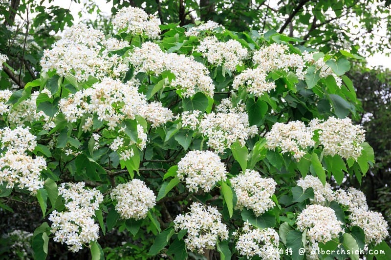 甘家堡｜桃園龍潭油桐花推薦，池潭草坪老樹可以近距離欣賞