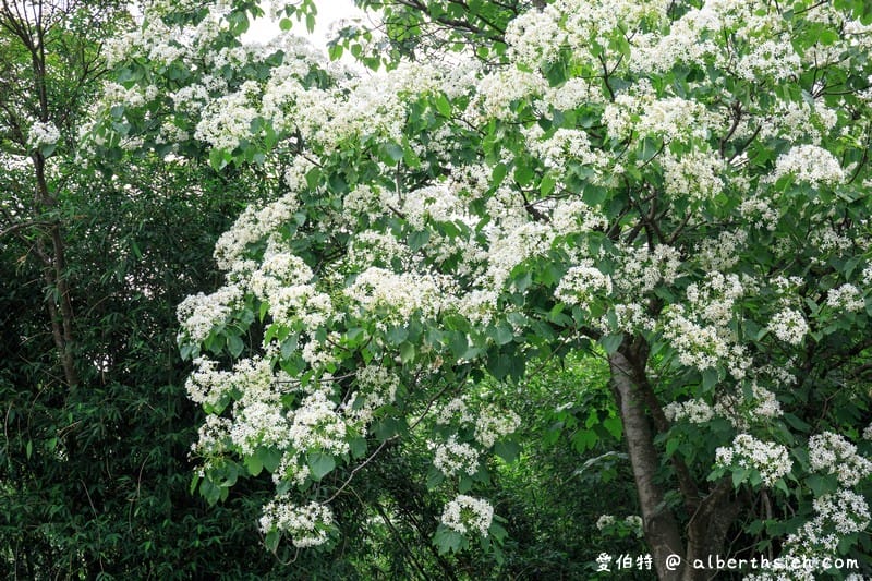 甘家堡｜桃園龍潭油桐花推薦，池潭草坪老樹可以近距離欣賞