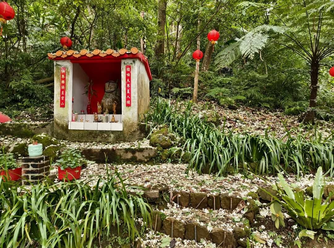 大艽芎古道｜桃園大溪賞桐花步道推薦，綠意盎然的石階古道