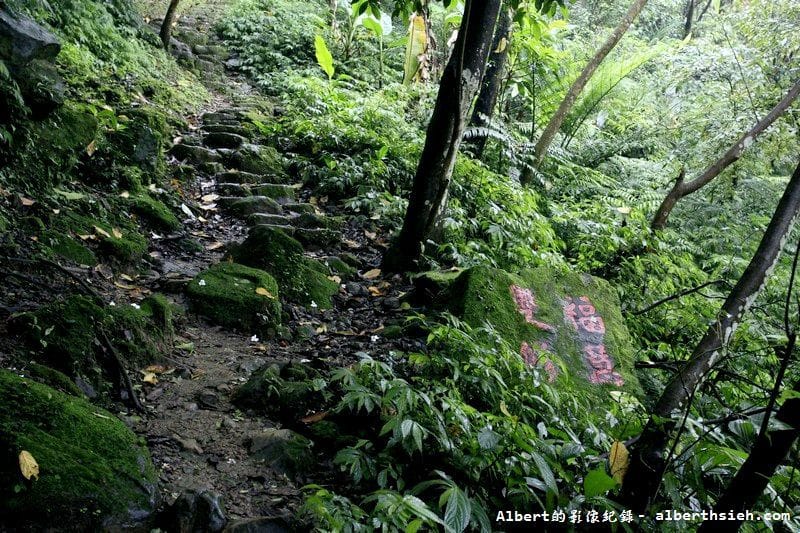 大艽芎古道｜桃園大溪賞桐花步道推薦，綠意盎然的石階古道