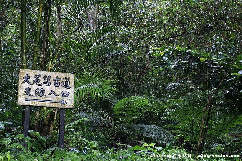 大艽芎古道｜桃園大溪賞桐花步道推薦，綠意盎然的石階古道