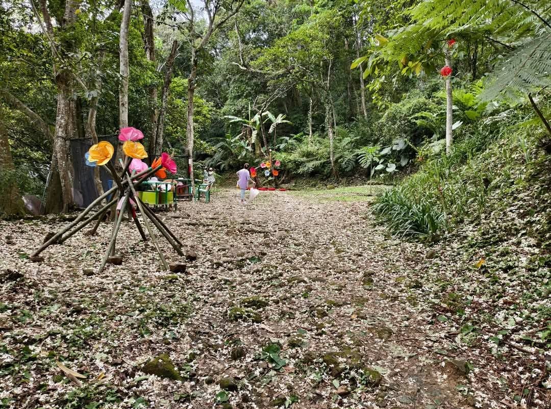 大艽芎古道｜桃園大溪賞桐花步道推薦，綠意盎然的石階古道
