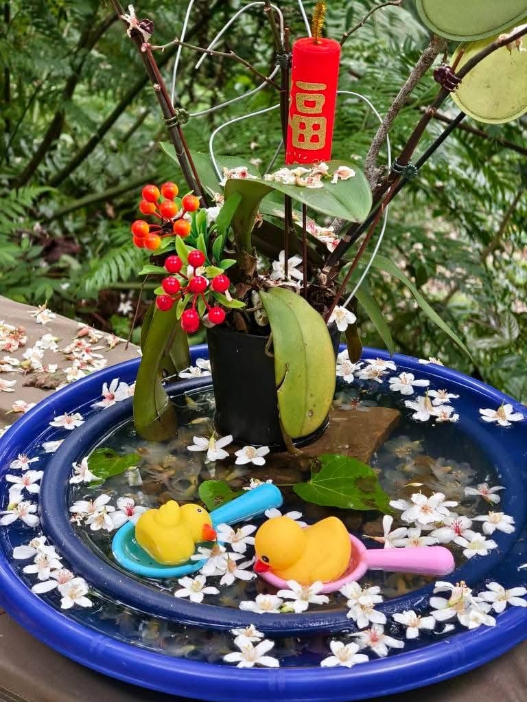 大艽芎古道｜桃園大溪賞桐花步道推薦，綠意盎然的石階古道