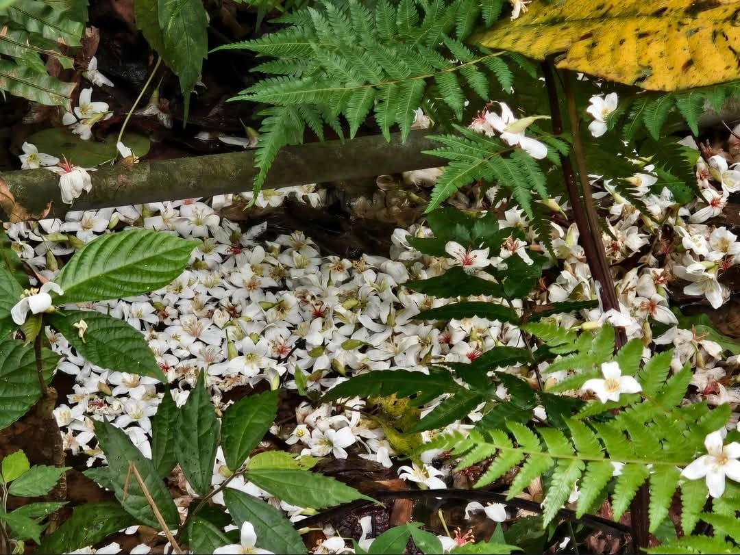 大艽芎古道｜桃園大溪賞桐花步道推薦，綠意盎然的石階古道