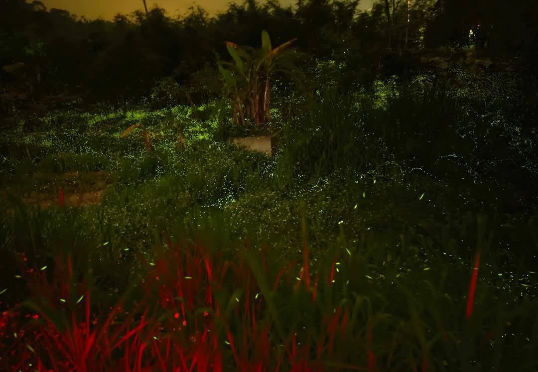 桃園螢火蟲|百吉國小,水泥步道超方便行走的賞螢好去處 @愛伯特