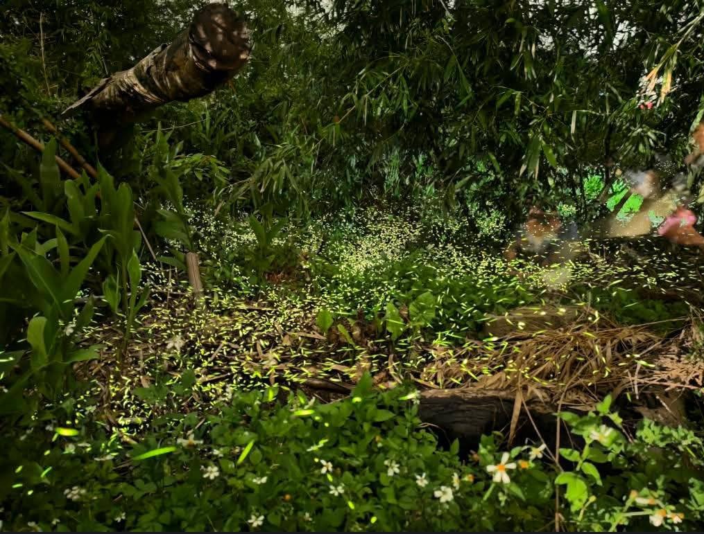 桃園螢火蟲｜百吉國小，水泥步道超方便行走的賞螢好去處 @愛伯特