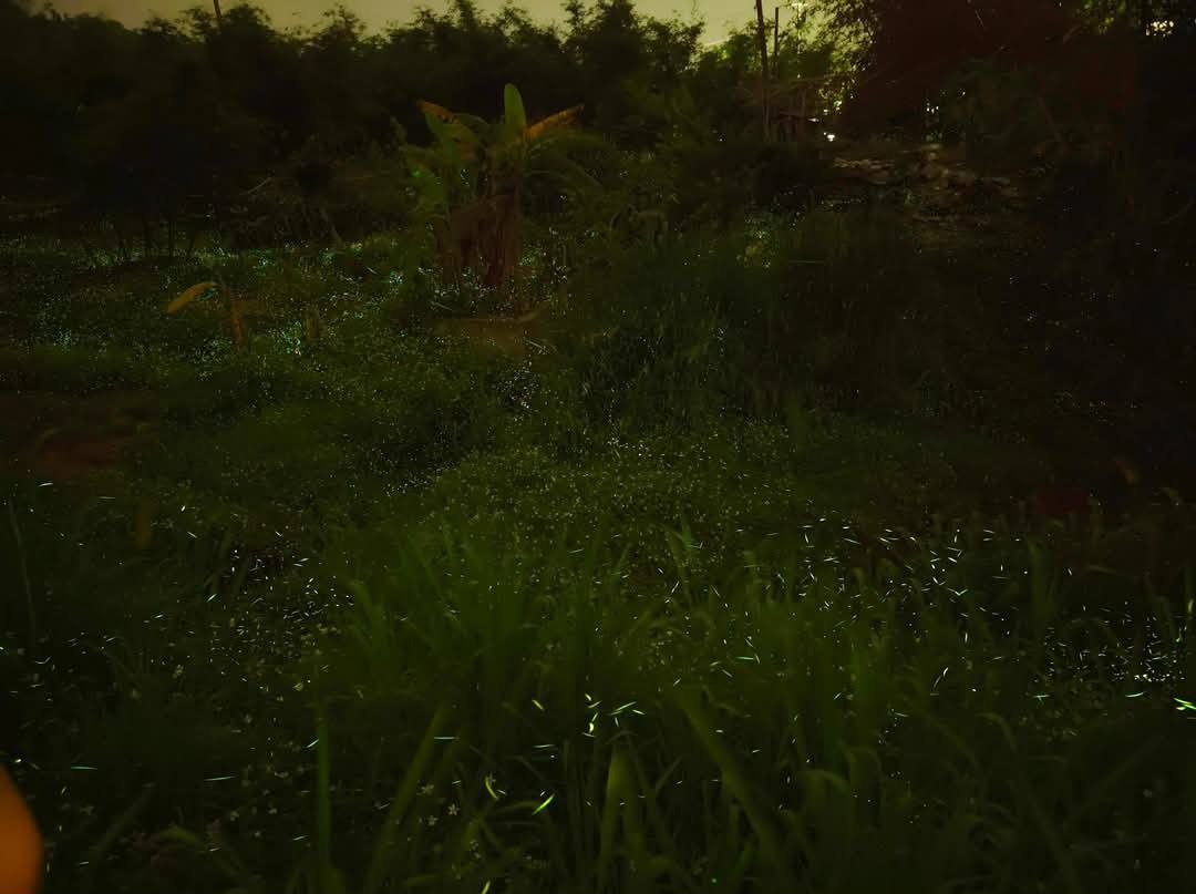 桃園螢火蟲|百吉國小,水泥步道超方便行走的賞螢好去處 @愛伯特