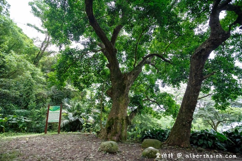 桃園賞油桐花推薦景點|大溪十一指古道,大溪老街10分鐘 - 第20張圖 桃園賞油桐花推薦景點|大溪十一指古道,大溪老街10分鐘