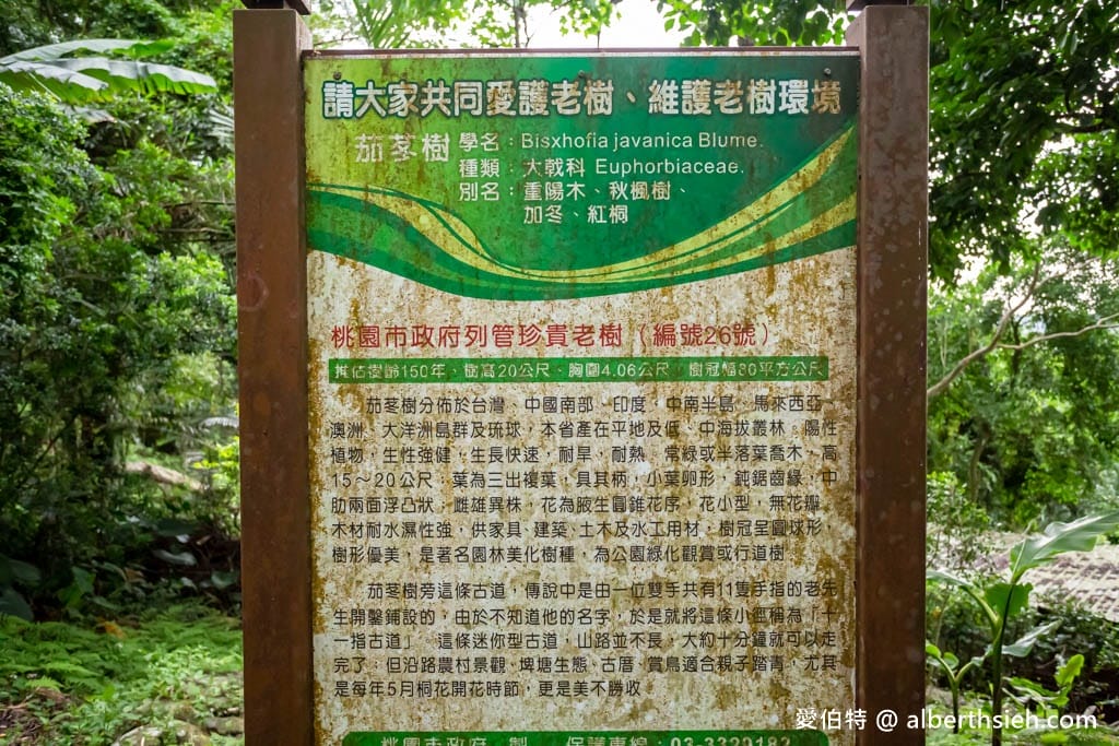 桃園賞油桐花推薦景點|大溪十一指古道,大溪老街10分鐘 - 第19張圖 桃園賞油桐花推薦景點|大溪十一指古道,大溪老街10分鐘