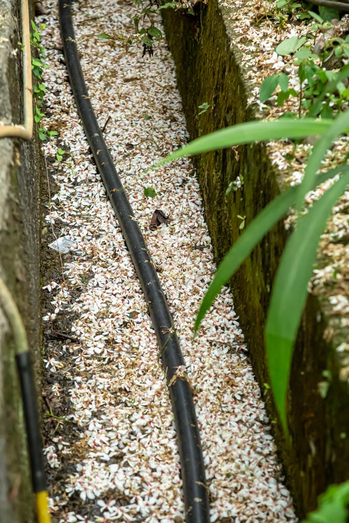 桃園賞油桐花推薦景點|大溪十一指古道,大溪老街10分鐘 - 第26張圖 桃園賞油桐花推薦景點|大溪十一指古道,大溪老街10分鐘