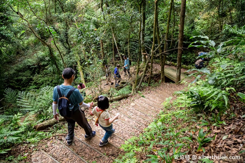 桃園賞油桐花推薦景點|大溪十一指古道,大溪老街10分鐘 - 第36張圖 桃園賞油桐花推薦景點|大溪十一指古道,大溪老街10分鐘