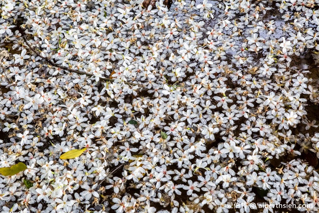 桃園賞油桐花推薦景點|大溪十一指古道,大溪老街10分鐘 - 第27張圖 桃園賞油桐花推薦景點|大溪十一指古道,大溪老街10分鐘