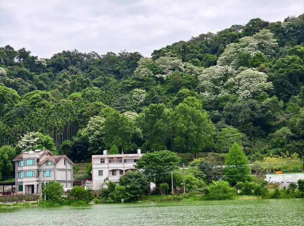桃園賞油桐花推薦景點|大溪十一指古道,大溪老街10分鐘 - 第7張圖 桃園賞油桐花推薦景點|大溪十一指古道,大溪老街10分鐘