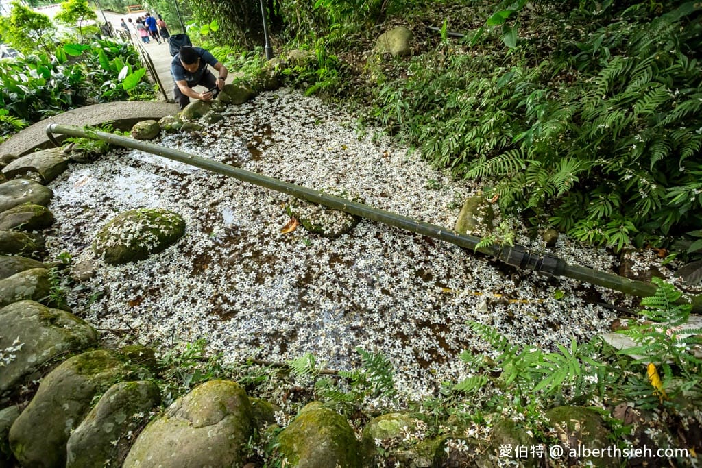 桃園賞油桐花推薦景點|大溪十一指古道,大溪老街10分鐘 - 第25張圖 桃園賞油桐花推薦景點|大溪十一指古道,大溪老街10分鐘