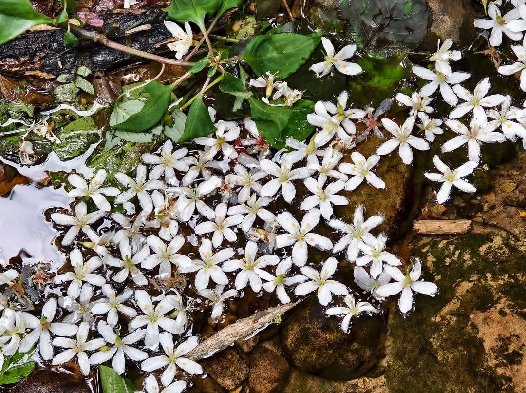 桃園賞油桐花推薦景點|大溪十一指古道,大溪老街10分鐘 @愛伯特