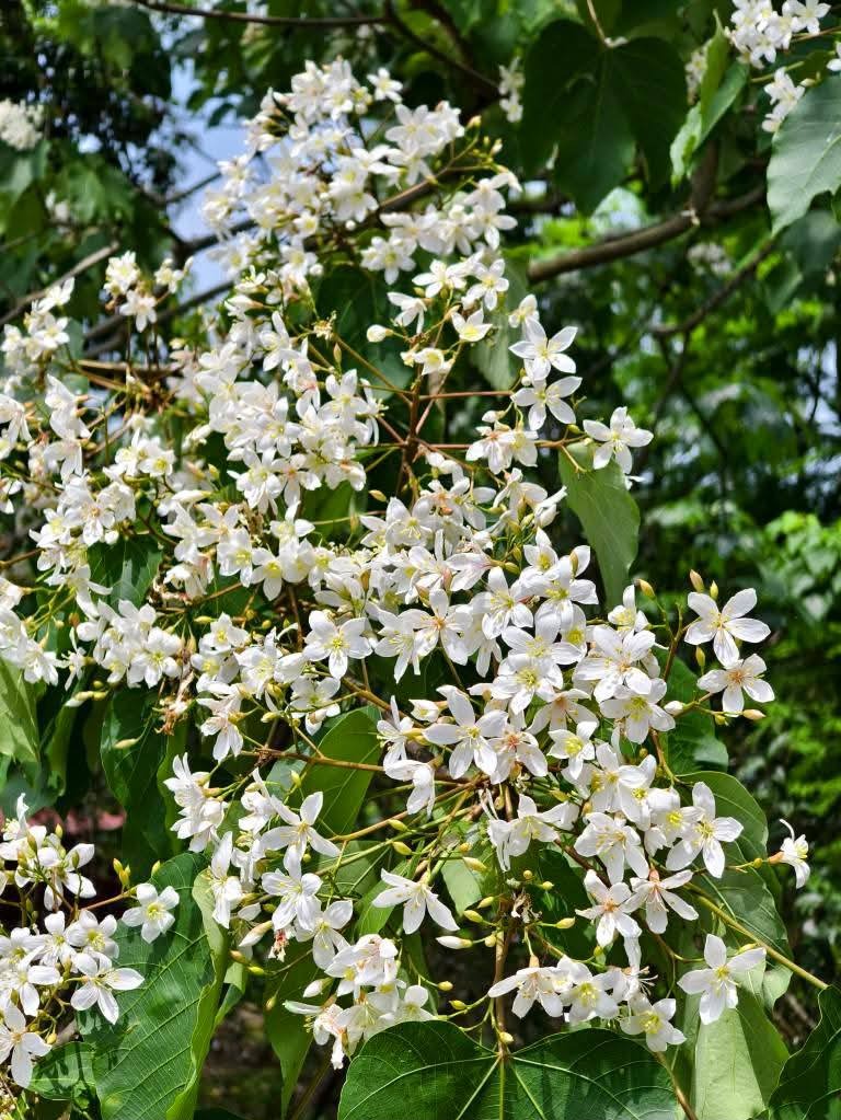 桃園賞油桐花推薦景點|大溪十一指古道,大溪老街10分鐘 @愛伯特