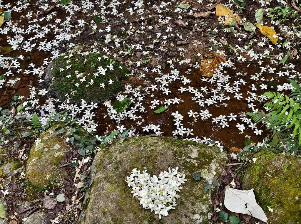 桃園賞油桐花推薦景點|大溪十一指古道,大溪老街10分鐘 @愛伯特